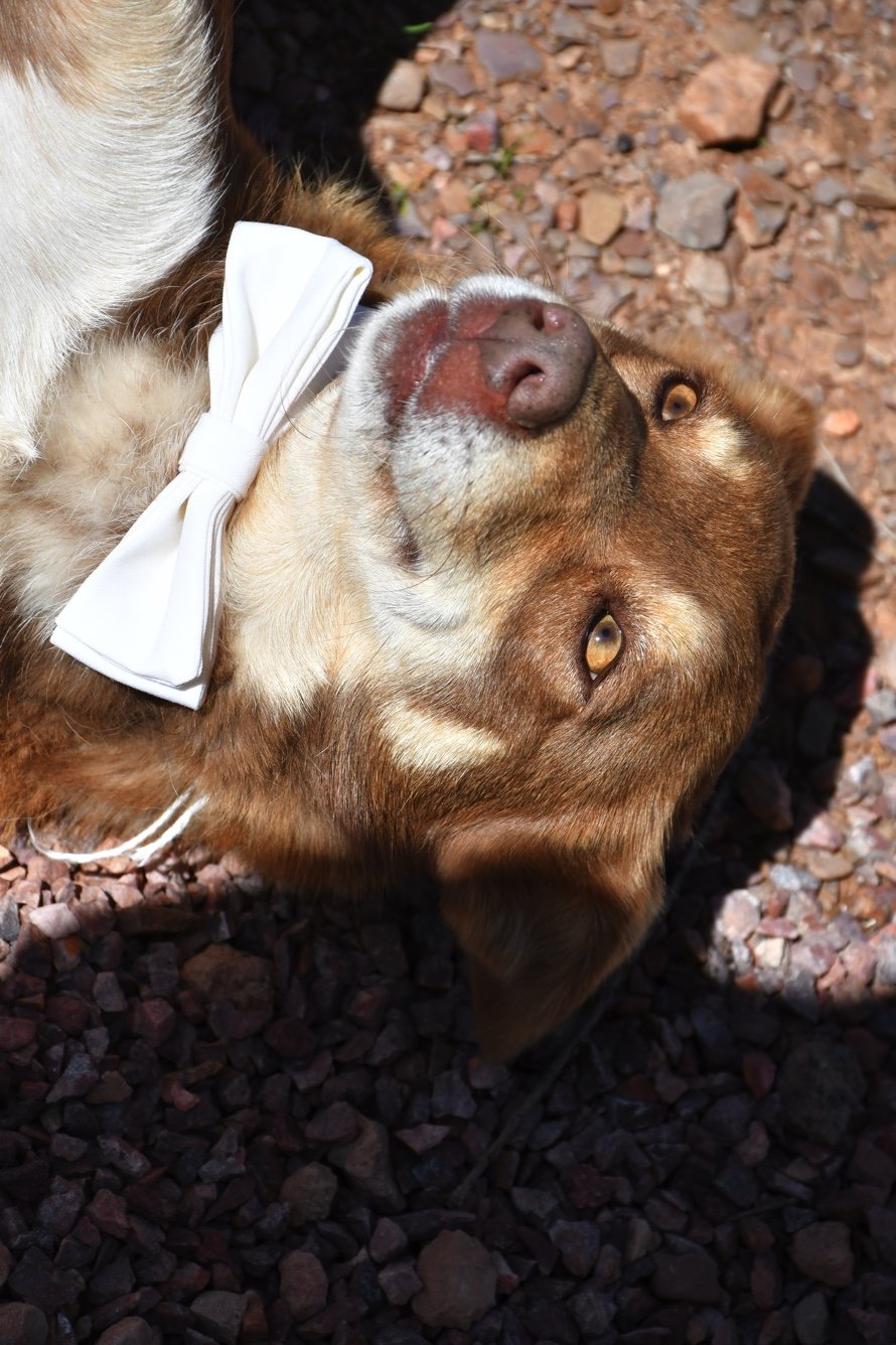 HVC Ivory Doggie Bow Tie