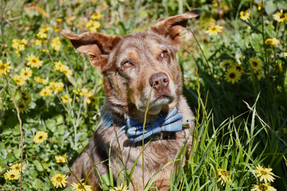 Blue Check Doggie Bow Tie