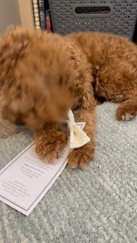 Ivory Doggie Bow Tie